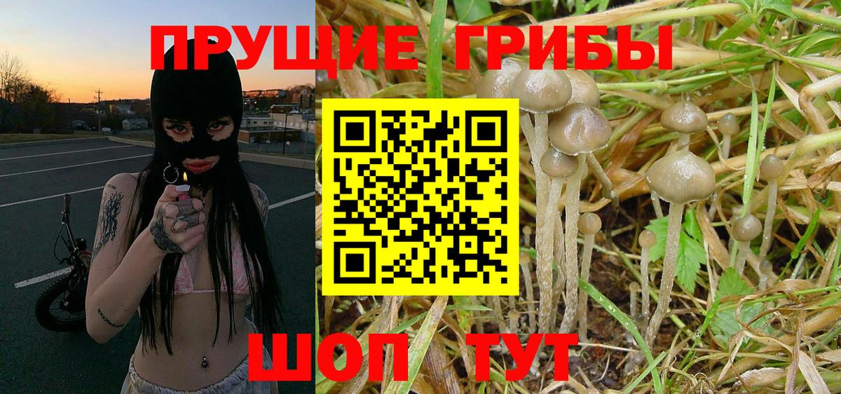 Изобильный  Псилоцибиновые грибы Magic Shrooms  Вход с VPN  Псилоцибиновые грибы Psilocybine cubensis 